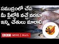 Fish journey the journey of the fish in the sea goes like this until they reach your plate bbc telugu