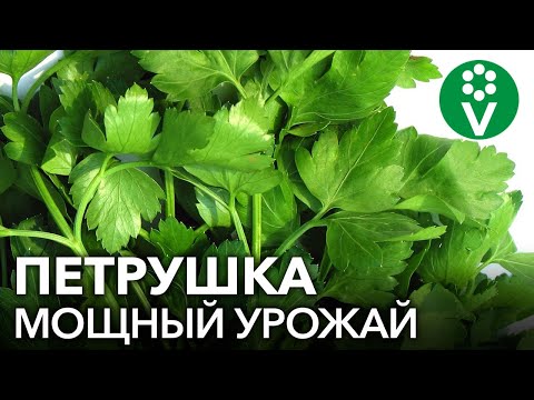 ТРИ СЕКРЕТА для огромного УРОЖАЯ ПЕТРУШКИ! ЙОД, МОЛОКО…что ЕЩЕ?!