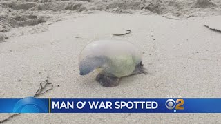 Exclusive Poisonous ‘Portuguese Man O’ War’ Washes Ashore On New Jersey Beach Information