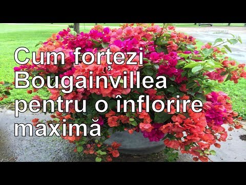 Video: Sfaturi pentru tăierea bougainvillea - Când și cum să tăiați arbuștii de bougainvillea