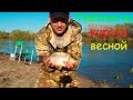 Что это за рыба такая, её пойму! Рыбалка на фидер весной на реке. РЫБАЛКА 2021.