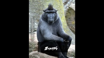 too lazy to add cc so cope 💤😴