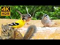 Cat TV for Cats to Watch 😺 Cute birds, chipmunks and squirrels 🐦🐿 8 Hours(4K HDR)