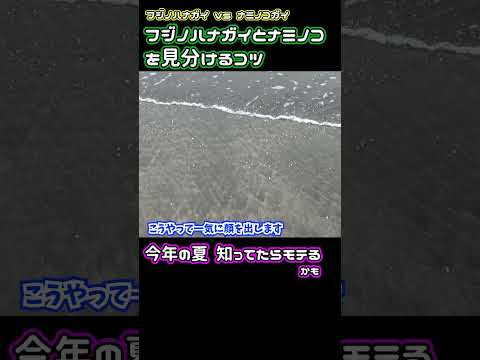 クセになる貝の出現の様子 #shorts #ナミノコガイ #フジノハナガイ #ナミノコ