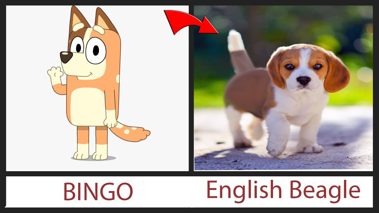 Bluey Characters IN REAL LIFE ALL CHARACTERS 2021 From ALL bluey-characters-in-real-life-all-characters-2021-from-all