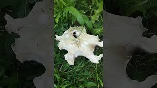 MUSHROOM #nature #mycology #wildmushrooms #ediblemushrooms #forest