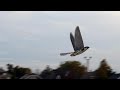 Ornithopter vs. Peregrine Falcon - Battle in the Skies!