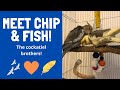 Meet Chip and Fish the Cockatiel Brothers! | BirdNerdSophie