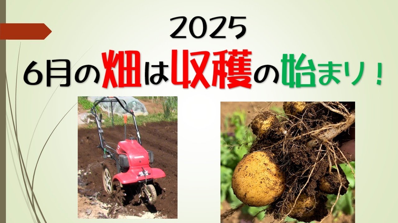2025 6月の畑は収穫の始まり！ - YouTube