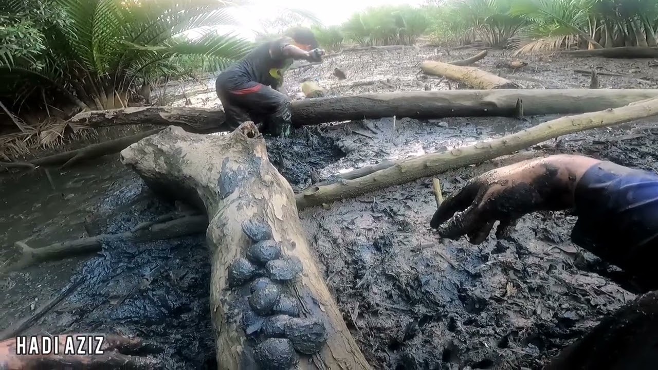 rezeki di Lumpur hitam cari LOKAN &PUMPUN nipah