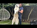 How Much Do They Weigh??  | GIANT Sulking Malamutes Refuse To Be Weighed!!