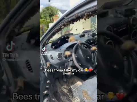 Can bee drive #shorts #comedyvideos