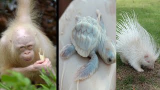 10 Rarest Albino Animals in the world.#factzone #viral #facts