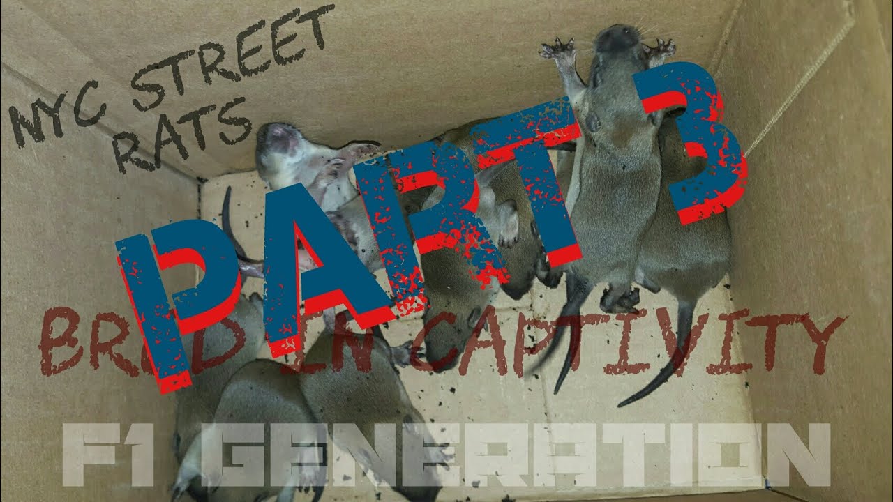 breeds of beef cattle NYC Street Rats - BRED IN CAPTIVITY Part 3 [ The F1 Generations are here! ]