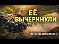Почему черноплодную рябину убрали из учебников и садов ? #рецепт #дача #огород #здоровье
