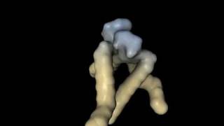 LipidSkeletonsMoDynamics1ao.mov