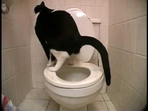 Videó: Hogyan Lehet Betanítani Egy Cicát A WC-be
