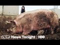 Pigs Are Eating Las Vegas' Casino Leftovers and It's ...