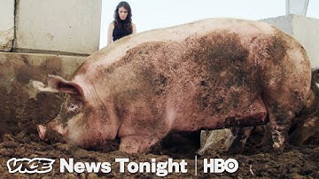 Pigs Are Eating Las Vegas