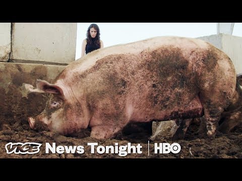 Video: Waarom eten varkens slappe kost?