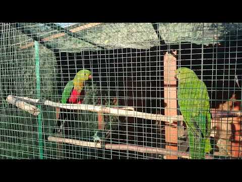 Szkarłatki (Alisterus scapularis) i brzoskwinia / King parrots & peach