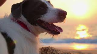 Composure Pro Vetriscience Türkiye