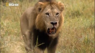 TERRITORIO DE LEONES - WILD BOTSWANA | Documental