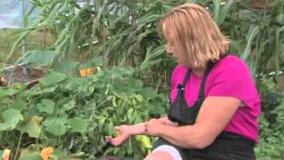 How to Grow & Care for Sweet Potato Vines