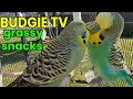 Budgie TV: Excited Bird Sounds, GREAT for Lonely Birds