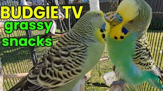 Budgie TV: Excited Bird Sounds, GREAT for Lonely Birds by Pet TV Australia 38,594 views 1 year ago 45 minutes