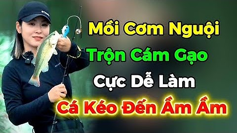 🎣 Mồi Cơm Nguội Trộn Cám Gạo – Cực Dễ Làm, Cá Kéo Đến Ầm Ầm