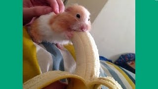 Funniest Hamsters Of All Time - Funny Hamster Videos Compilation 2017