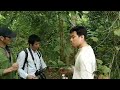 NGŨ GIA BÌ - VỊ THUỐC BỔ, CHỮA ĐAU NHỨC XƯƠNG KHỚP