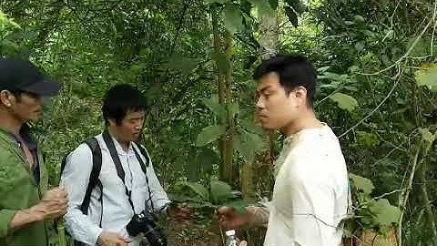 NGŨ GIA BÌ - VỊ THUỐC BỔ, CHỮA ĐAU NHỨC XƯƠNG KHỚP