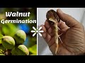 ☑️ Walnut Tree from Seed 🌳 Φύτεμα Καρυδιάς από Σπόρο