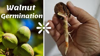 How to grow a walnut tree from seed  Easy way