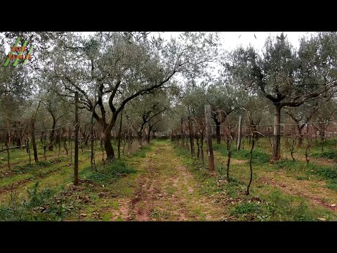 Video: Gnojivo od biouglja - saznajte više o biougljevu kao dopuni tla