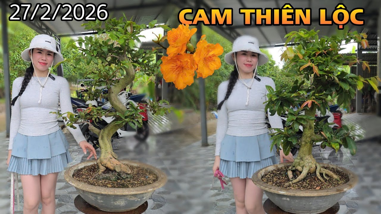 [27/2] Cam Thiên Lộc Hàng Đôn Giá Dễ Chơi ☎️0907411602 (Quý) | VƯỜN MAI HUỲNH GIAO