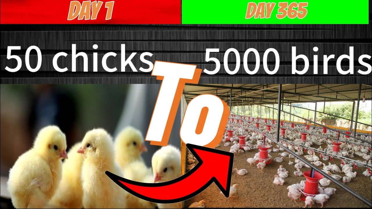 How to Start a Poultry Farm with 50 Chicks and Grow to 5000 birds in 1 ...