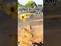 Two Leopards Battle for Survival – Watch Till the End 🔥 #leopard #jungle #shorts