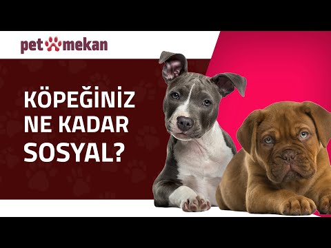 Video: Yavru Sosyalleşme