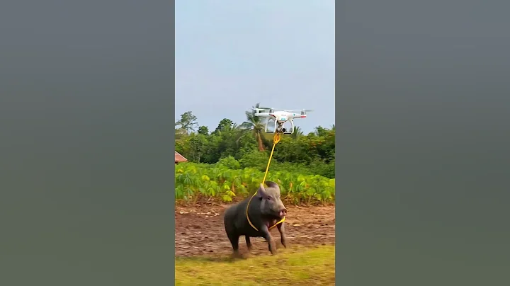 Drone Hunts Down a Wild Boar Entering the Garden!