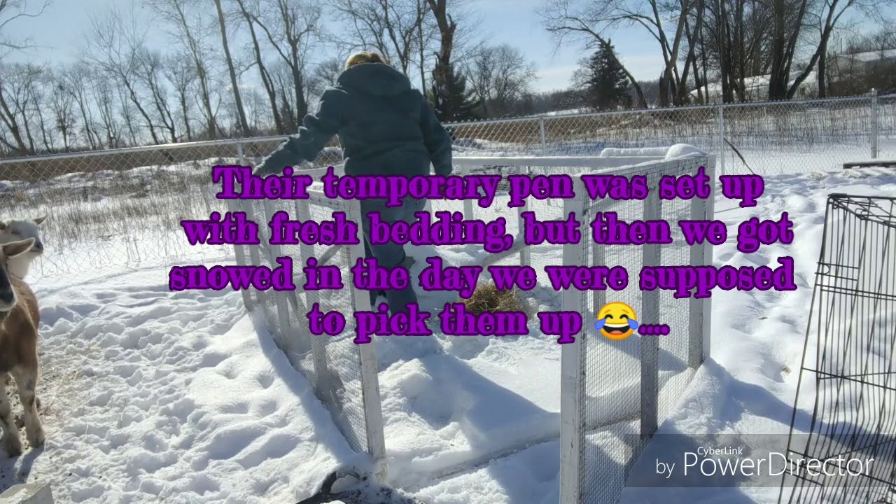 Pig FarmersHeritage Breed LARD Pigs YouTube