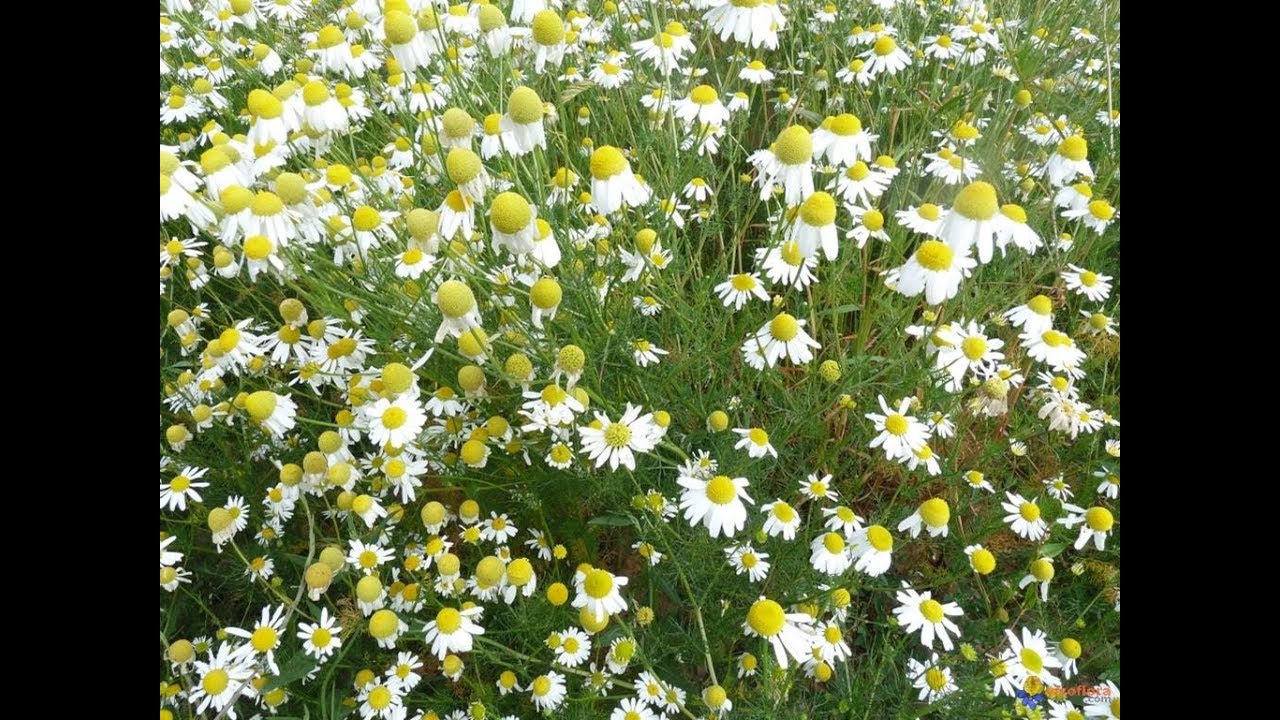 Good daisies, bad daisies and crazy daisies YouTube