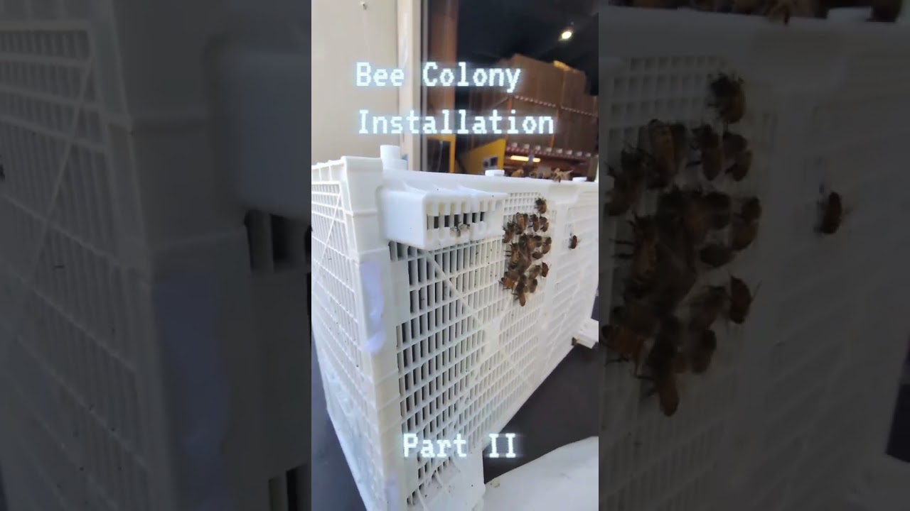 Bee Package Install Full Hornsby Beekeeping Supplies Arty