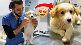 Adorable Little Puppy! 😍 First Veterinarian Visit! #TheVet