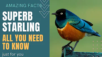 Superb Starling facts π¦ found in East Africa Ethiopia, Somalia, Uganda, Kenya, Sudan, and Tanzania