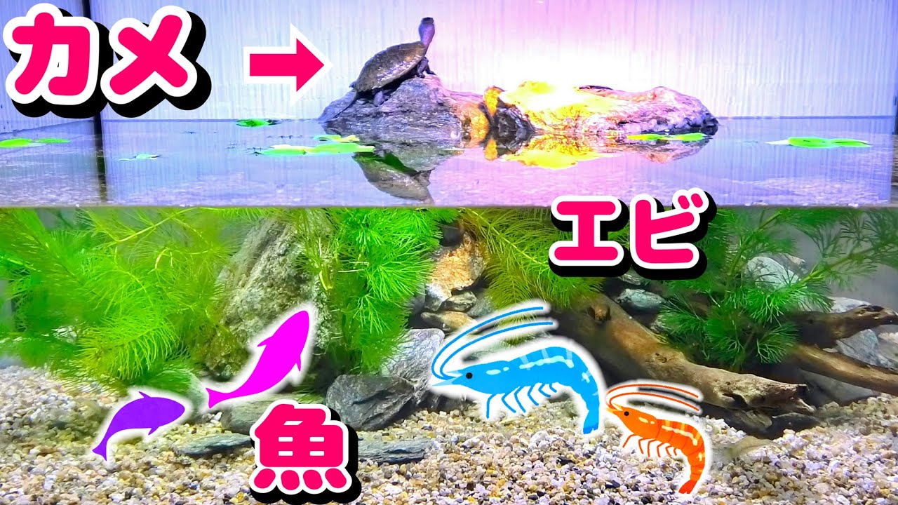総集編】パイプから流れる清流イモリウム 完成から導入まで一気