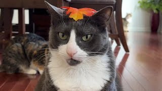 cats are ready for autumn 🍂 by Jennifer Morales - Feline Films 504 views 6 months ago 2 minutes, 56 seconds