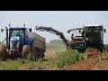 *Pomodori 2018* MTS-Sandei TH-R850 | Case-IH Magnum 335 | NH TG285